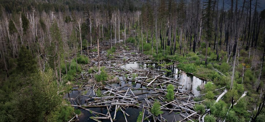 on-oregon’s-mckenzie-river,-an-unprecedented-approach-to-restoration-takes-shape