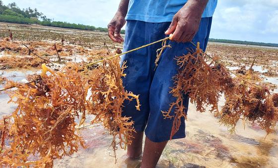 why-sustainable-alternatives-to-plastic-are-struggling-to-compete