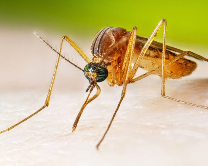 Google wants to release 64 million bacteria-riddled mosquitoes across California and Florida. Here’s why scientists are enthusiastic.