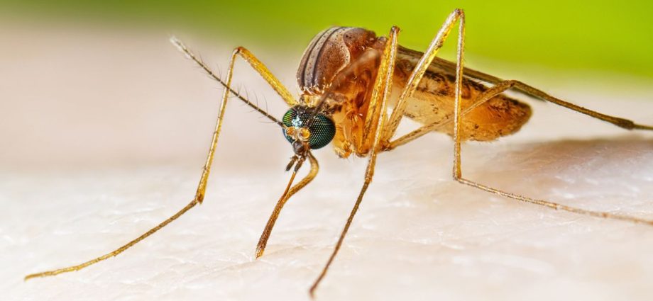 Google wants to release 64 million bacteria-riddled mosquitoes across California and Florida. Here’s why scientists are enthusiastic.