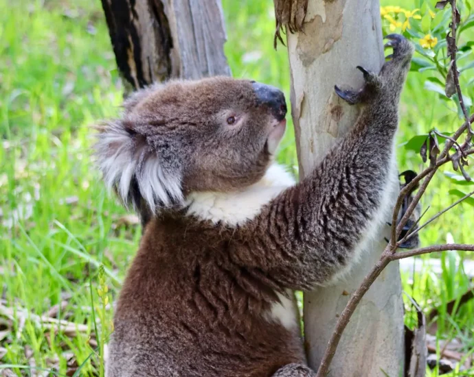 south-australia’s-koala-boom-could-end-in-mass-starvation