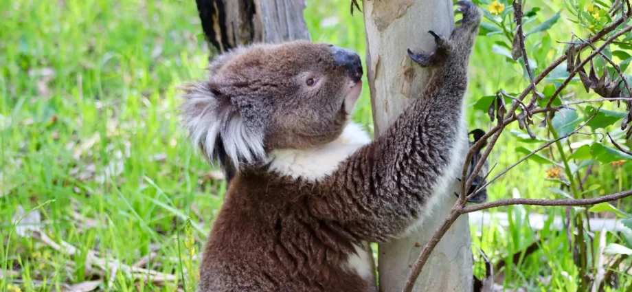south-australia’s-koala-boom-could-end-in-mass-starvation