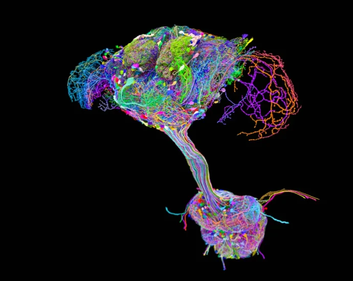 scientists-mapped-every-neural-connection-in-a-fruit-fly-and-found-a-surprise