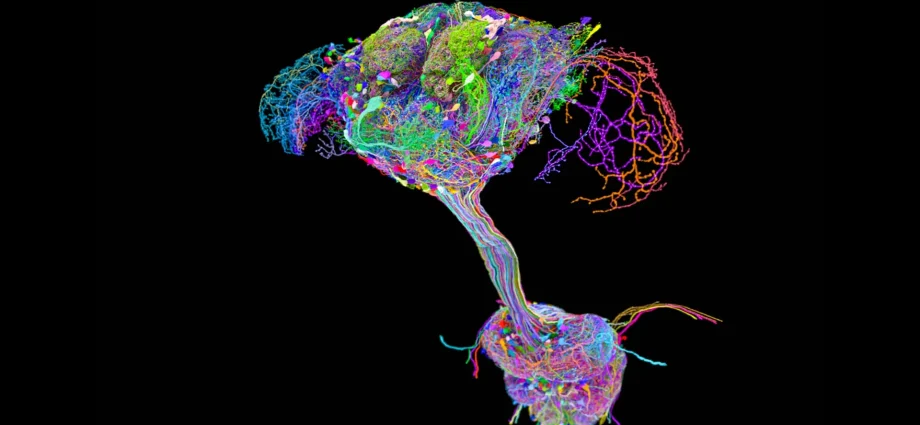 scientists-mapped-every-neural-connection-in-a-fruit-fly-and-found-a-surprise