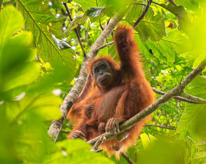 indonesia-landslides-devastated-endangered-orangutans,-study-finds