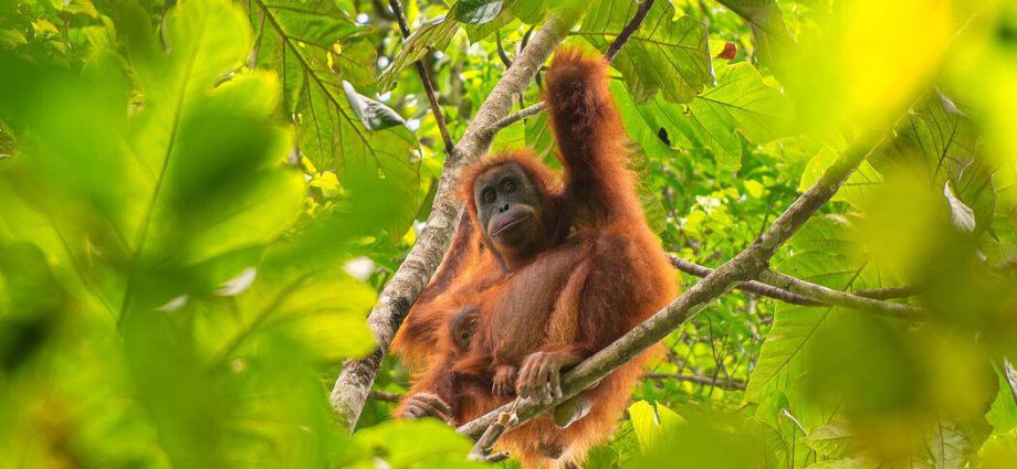indonesia-landslides-devastated-endangered-orangutans,-study-finds