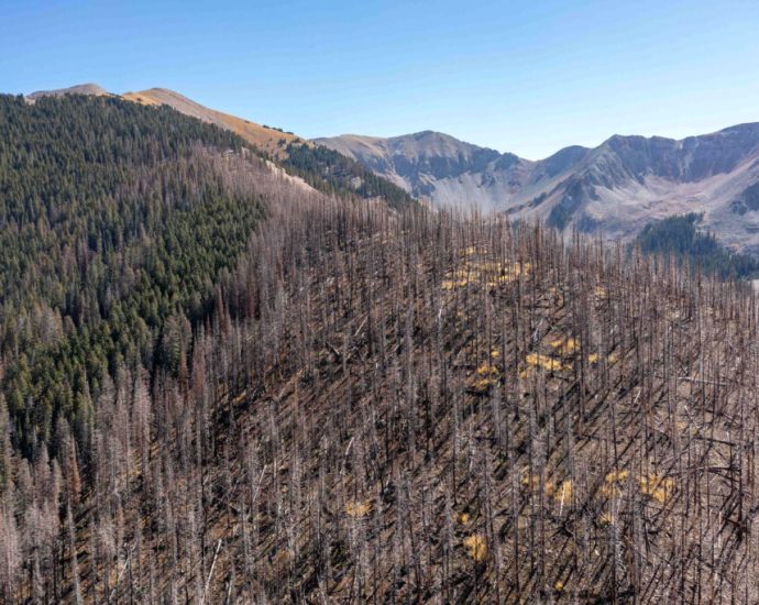 across-ecosystems,-dead-organisms-help-shape-the-living-world