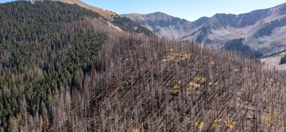 across-ecosystems,-dead-organisms-help-shape-the-living-world