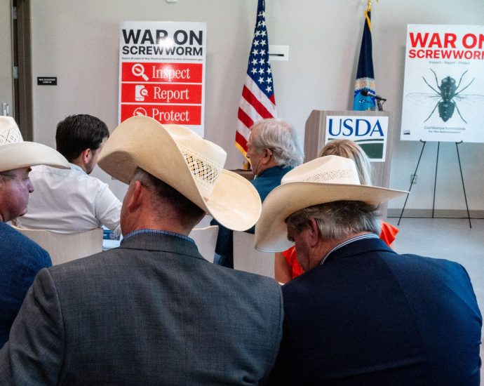 white-house-and-data-at-odds-over-who’s-to-blame-for-screwworm-invasion