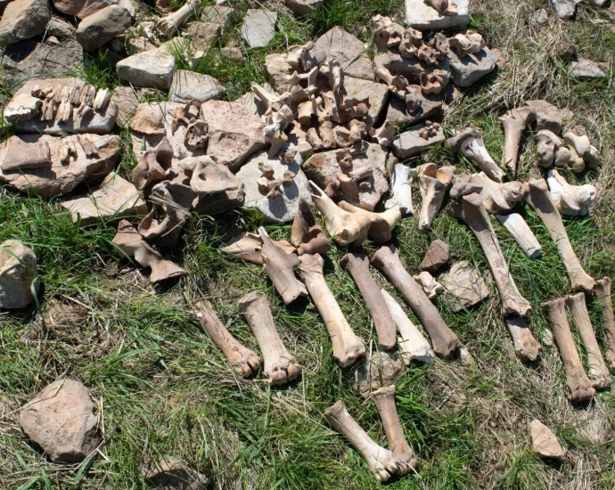 the-1,100-year-old-mystery-of-montana’s-lost-bison-hunting-site-finally-solved