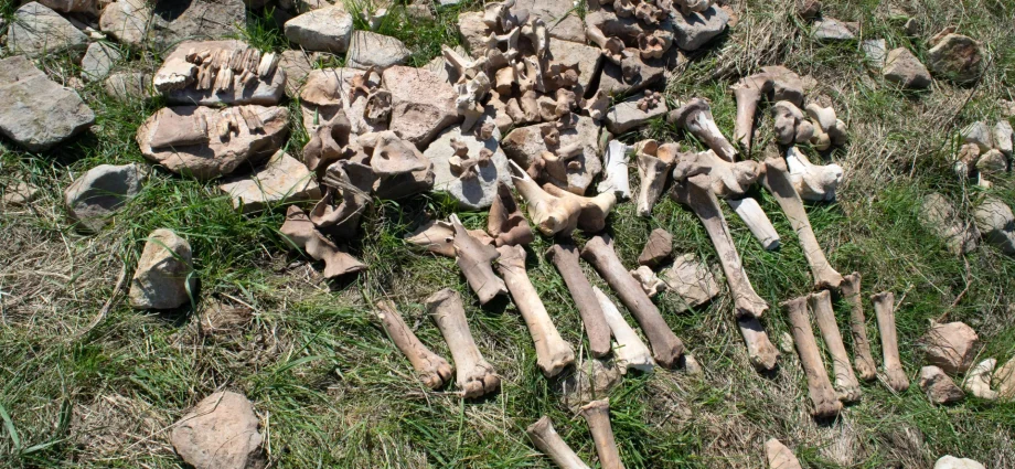 the-1,100-year-old-mystery-of-montana’s-lost-bison-hunting-site-finally-solved