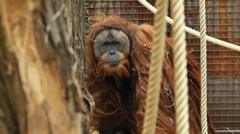 Four days of rain slashed population of world’s rarest orangutans, study says