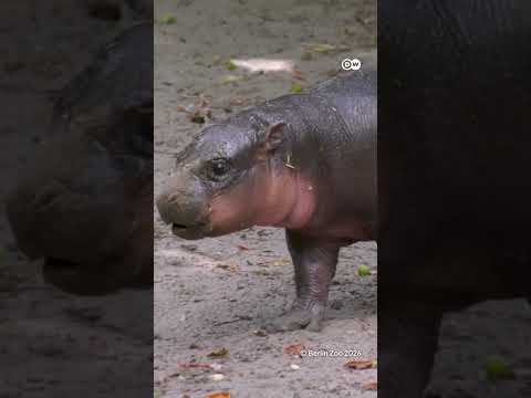 cuteness-alert:-meet-“brotchen”,-berlin-zoo’s-adorable-pygmy-hippo-|-dw-news