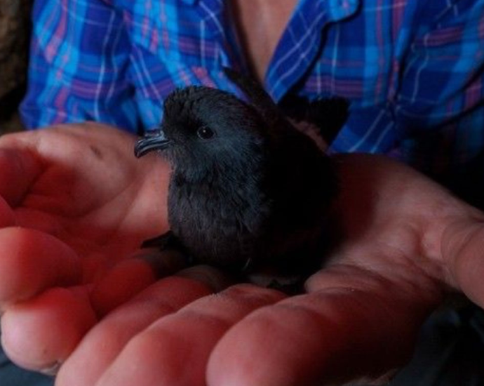 nasa-funded-research-follows-bird-flight;-birds-follow-their-noses