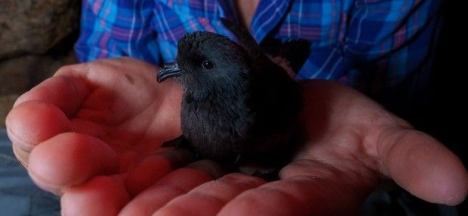 nasa-funded-research-follows-bird-flight;-birds-follow-their-noses
