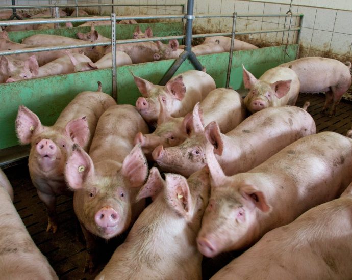 denmark’s-‘pig-election’-prompts-drinking-water-crackdown.-will-europe-follow-suit?