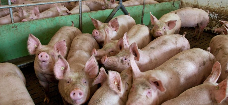 denmark’s-‘pig-election’-prompts-drinking-water-crackdown.-will-europe-follow-suit?