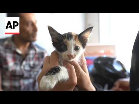 gaza-pet-owners-struggle-to-care-for-animals-amid-vet-shortages