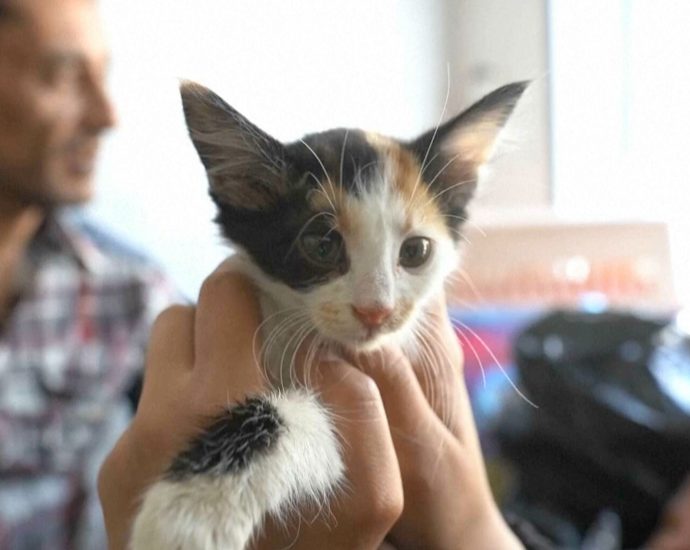 gaza-pet-owners-struggle-to-keep-animals-healthy-amid-vet-crisis