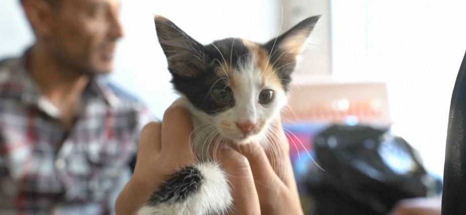 gaza-pet-owners-struggle-to-keep-animals-healthy-amid-vet-crisis