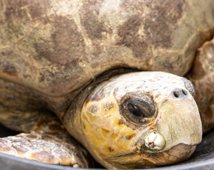 a-massive-volunteer-network-in-florida-works-to-save-endangered-sea-turtles