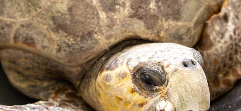 a-massive-volunteer-network-in-florida-works-to-save-endangered-sea-turtles