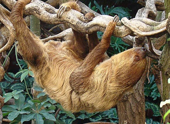 Secret to Sloths’ Slow Life May Lie in Ancient ‘Jumping Genes’