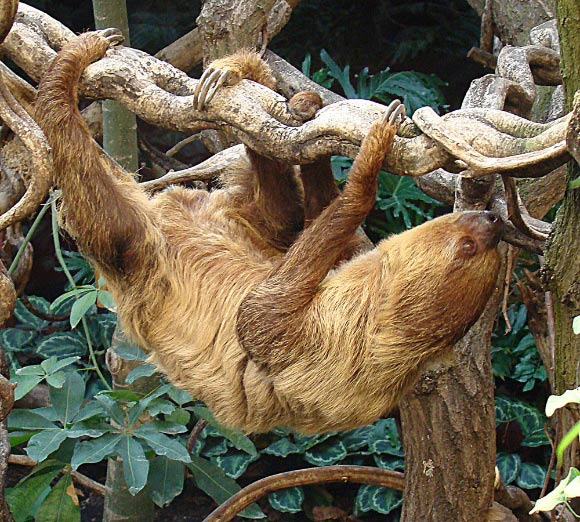 Secret to Sloths’ Slow Life May Lie in Ancient ‘Jumping Genes’