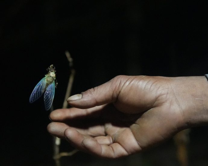 the-world-cup-cicada:-india’s-rare-insect-on-a-four-year-clock
