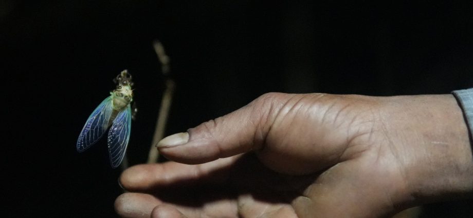 the-world-cup-cicada:-india’s-rare-insect-on-a-four-year-clock