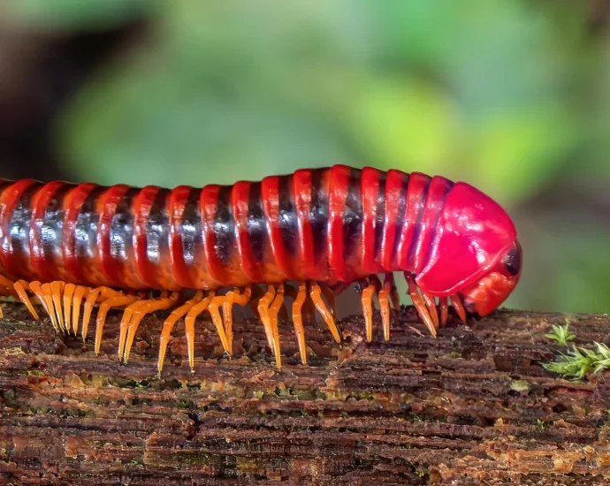millipedes-beat-vertebrates-to-land-by-80-million-years