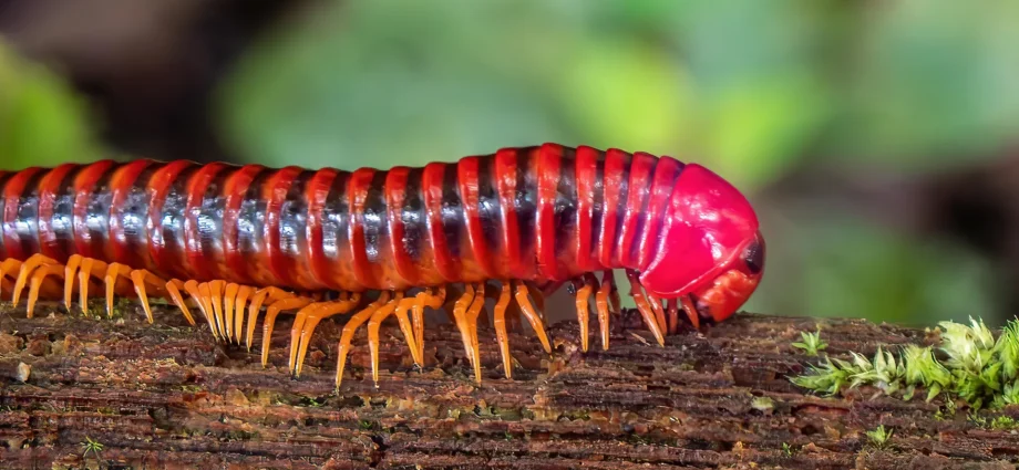 millipedes-beat-vertebrates-to-land-by-80-million-years