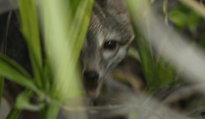 Scientists Capture First-Ever Images of Cozumel Dwarf Fox