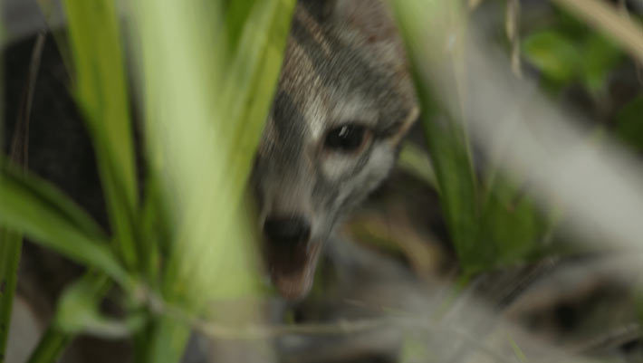 Scientists Capture First-Ever Images of Cozumel Dwarf Fox