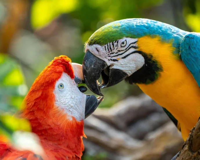 scientists-discover-parrots-may-actually-use-names
