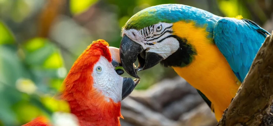 scientists-discover-parrots-may-actually-use-names