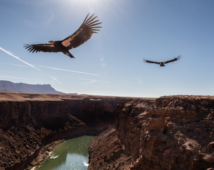 California’s endangered condors have a surprising new foe