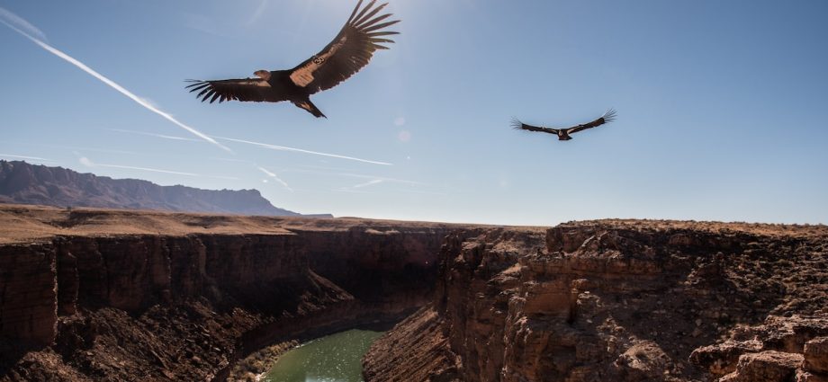 California’s endangered condors have a surprising new foe
