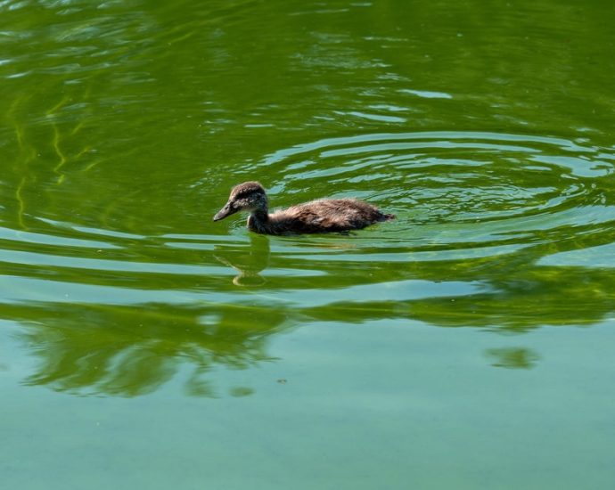 the-traitor-celebrated-‘beautiful’-water-going-in-new-reflecting-pool-— and-it’s-looking-‘quite-green’