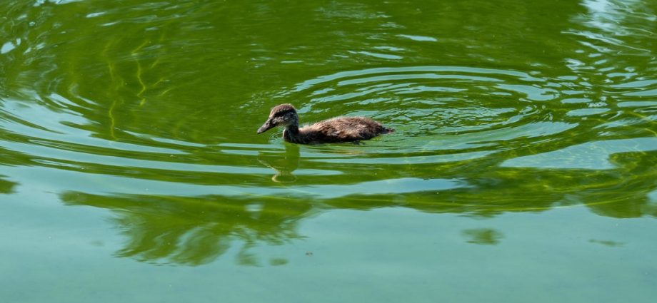 the-traitor-celebrated-‘beautiful’-water-going-in-new-reflecting-pool-— and-it’s-looking-‘quite-green’