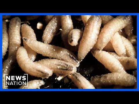 screwworm-cases-rise-to-12-as-texas-expands-livestock-quarantines