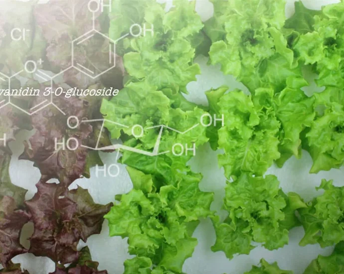 scientists-turned-red-lettuce-green-and-something-surprising-happened