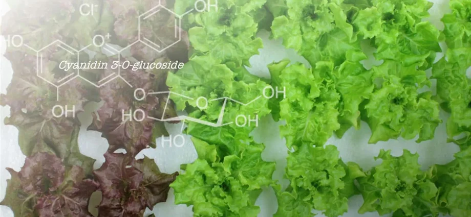 scientists-turned-red-lettuce-green-and-something-surprising-happened