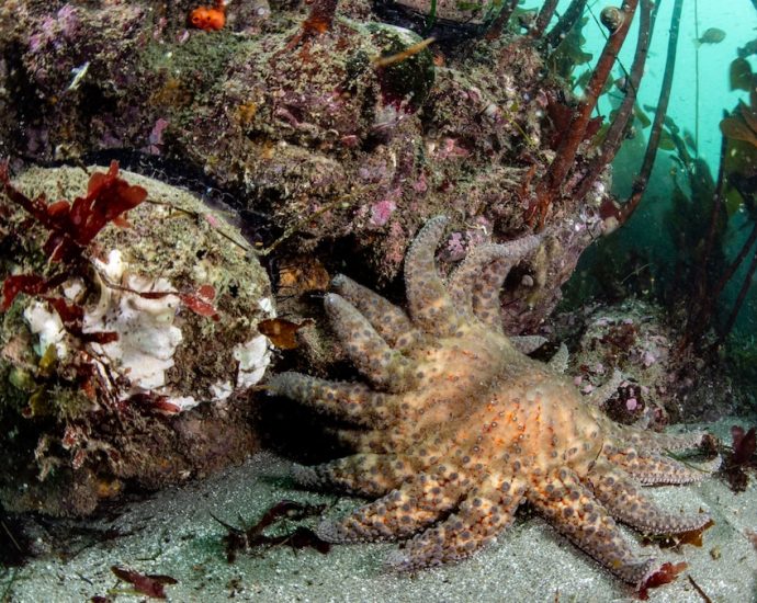 This creature was dubbed the Sasquatch of the sea. Scientists just found it.