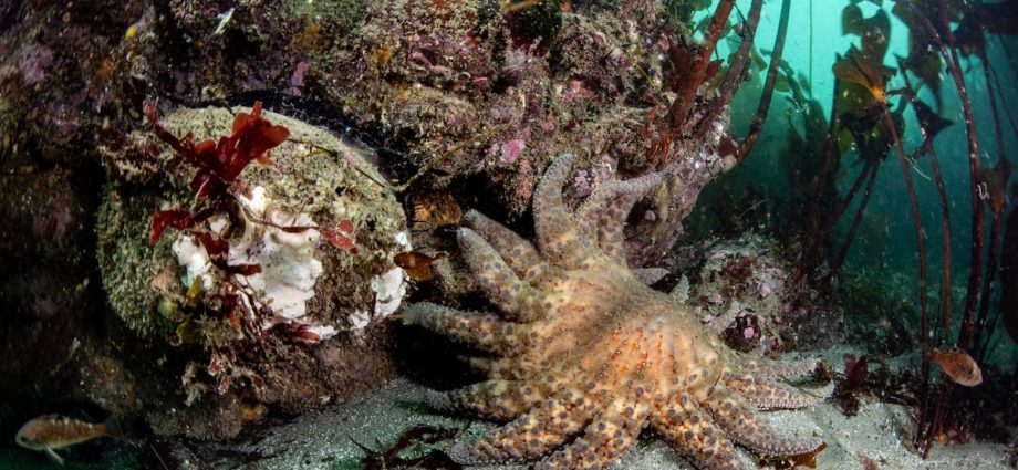 This creature was dubbed the Sasquatch of the sea. Scientists just found it.