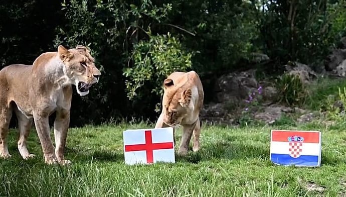 uk-lions-predict-england’s-world-cup-fate
