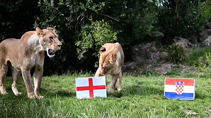 uk-lions-predict-england’s-world-cup-fate