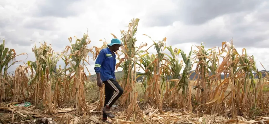 the-coming-‘super-el-nino’-could-disrupt-food-systems-worldwide
