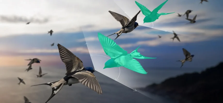 scientists-found-a-way-to-explain-bird-flocks-that-“defy”-newton’s-third-law