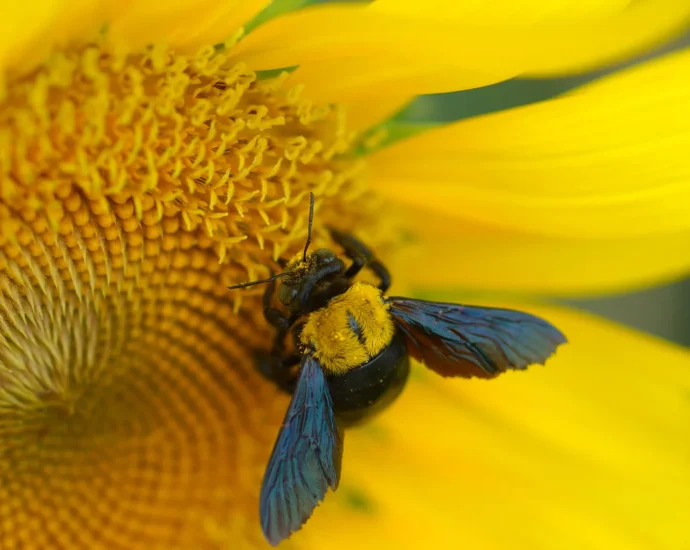 these-bees-have-nowhere-to-hide-from-extreme-heat